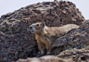 Marmota flaviventris